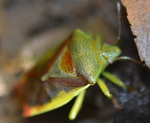 Elasmostethus sp.